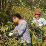 赫山区八字哨镇：清剿“加拿大一枝花”