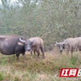 南县武圣宫镇：从渔民到养殖能手的转变之路