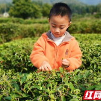 喜开园！桃江竹叶茶“抢鲜”开采啦