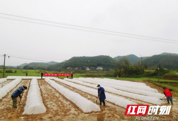 赫山区龙光桥街道：党建引领 战“疫”不忘春耕忙