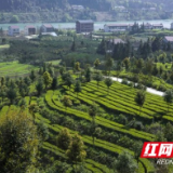 白沙溪七彩樱花茶园对台项目实施推进会顺利召开