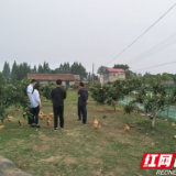 南县浪拔湖镇：庭院经济让“方寸地”变“增收园”