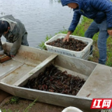 小龙虾迎丰收 沅江虾农喜笑颜开