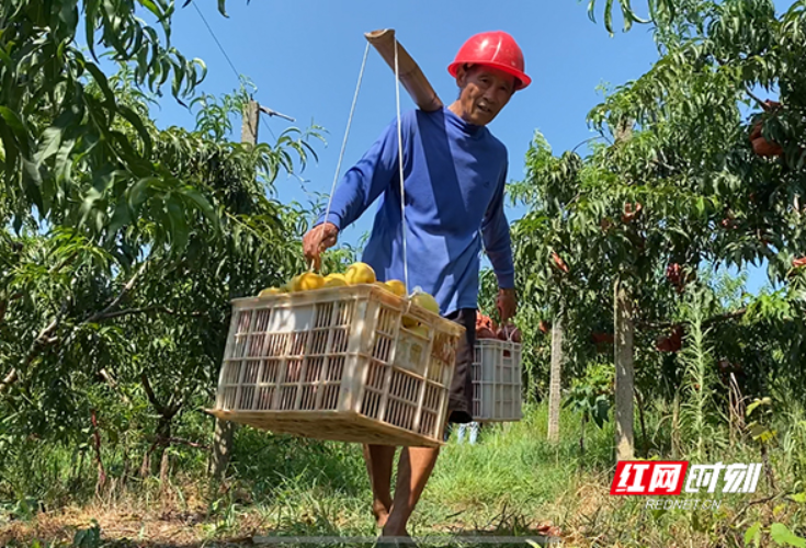 益阳赫山：荒山种黄桃 闯出增收新路子