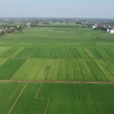 沅江：风吹稻浪满地香 今年17.1万亩中稻依然有望丰收