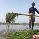 大通湖区：“水草+生态蟹” 蟹好水美草生金