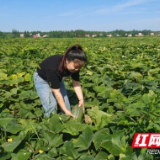 南县麻河口镇：南瓜飘香夏意浓 特色产业促振兴