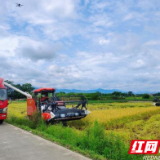 南县中鱼口镇：风吹稻浪美如画 田间早稻收割忙