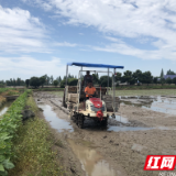 南县明山头镇：抢抓农时不停歇  田间晚稻种植忙