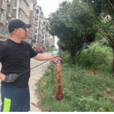 邓志喜：炎炎夏日捕“金蝉”
