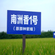 “南洲香1号”新米即将亮相2025南县稻虾米推介周