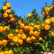 寻“味”烟溪①丨红了橘子,甜了日子