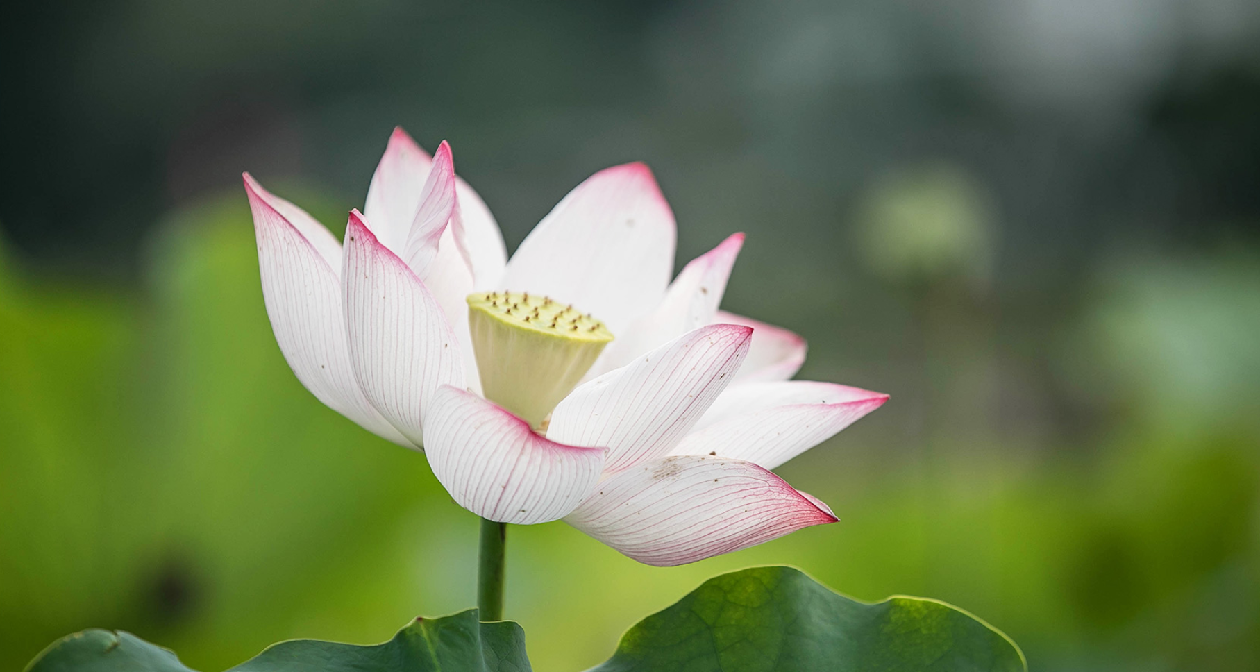 蝴变清溪——大图1