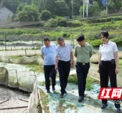 益阳市人大代表调研组到益阳烟草乡村振兴联系点调研