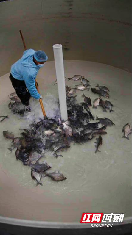 寻“味”烟溪③:安化酒糟鱼“游”出富民强镇新航道(2)903.marked.png 寻“味”烟溪③:安化酒糟鱼“游”出富民强镇新航道(2)903.marked.png