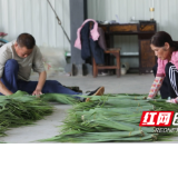 沅江芦苇荡里粽叶飘香 生态转型铺就致富新路