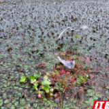 视频 | 须浮鸥翔集大通湖 舞出生态新画卷