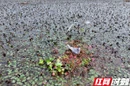 视频 | 须浮鸥翔集大通湖 舞出生态新画卷