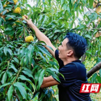 赫山区泥江口镇：黄桃压枝甜如蜜 联农助农情谊浓