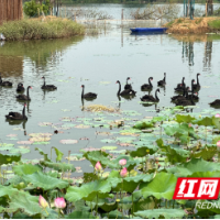 文旅项目精彩亮相，点亮“洞庭水乡 自在沅江”新体验