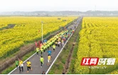 唐铎故里花正浓 2026年赫山区岳家桥镇油菜花集暨健康跑活力开跑