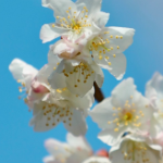 银城花笺·樱|安化天道山,樱漫茶山醉春风