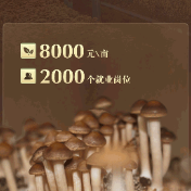 亩入近 8000 元！沅江芦菇让近两千人端上 “金饭碗”