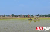 深耕洞庭沃土 全链兴粮富民 湖南金之香米业推进粮油全产业链高质量发展调研报告