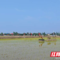 深耕洞庭沃土 全链兴粮富民 湖南金之香米业推进粮油全产业链高质量发展调研报告