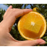 抢购怀橙！怀化市公布第二批按指导价积极购销柑橘的市场主体红名单