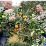 洪江市沙湾乡党员干部采摘柑橘忙
