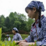 沅陵：县领导带货直播，硬核扶贫助农好