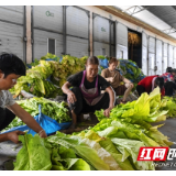 靖州沙堆村：“黄金叶”铺就致富路