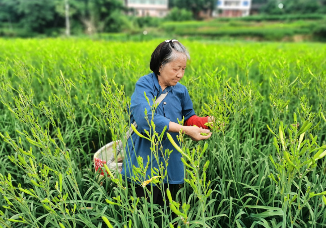 金扁担挑起忘忧草