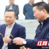 罗讯调研粮食产业发展工作