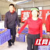 安化：公司+农户 打造万亩黄精基地