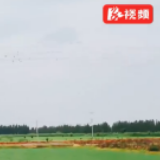 益阳赫山：泉交河95后“双抢”第二课