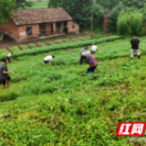 南县茅草街镇:坚守在防汛大堤上的守护者
