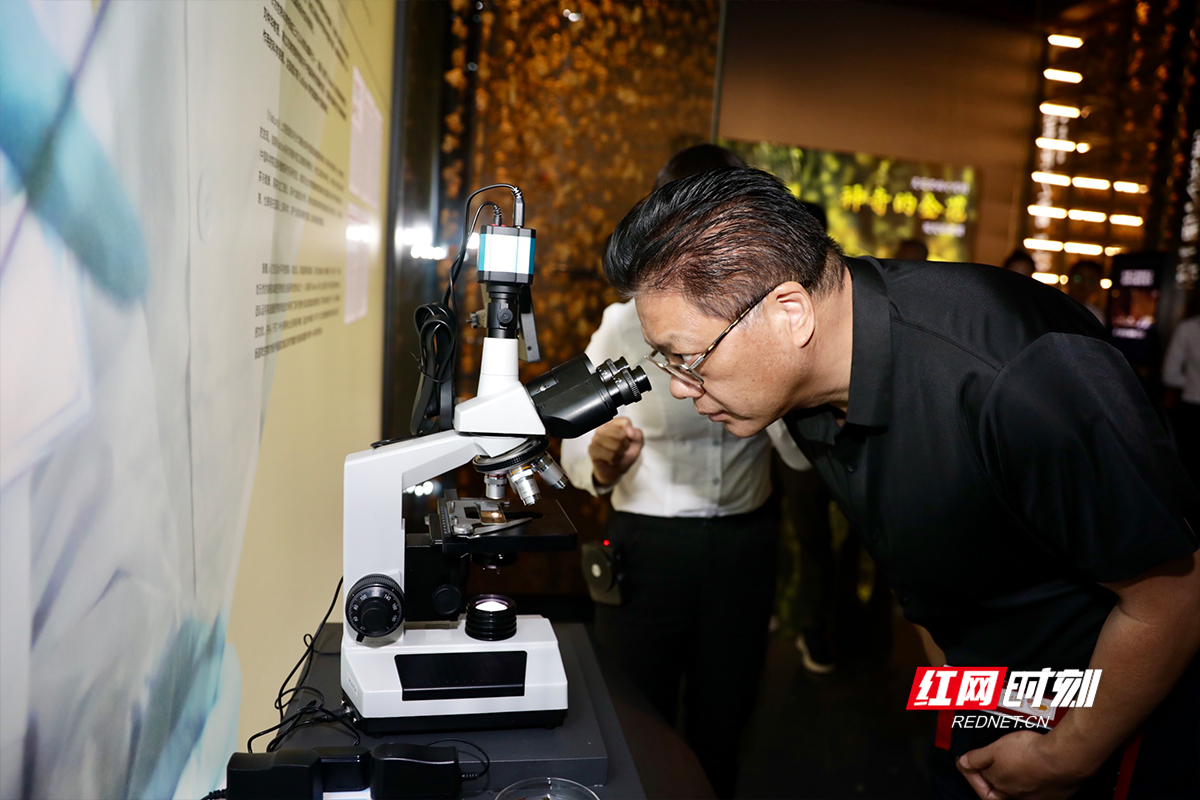 媒体老师通过显微镜观察安化黑茶“金花”形态。