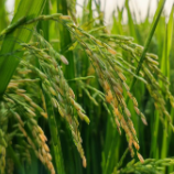 我国科学家发现让水稻“不怕热”基因