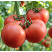 我国构建世界首个番茄超泛基因组