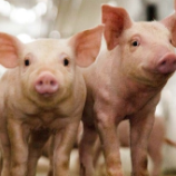 CRISPR基因编辑猪拟于2025年上市