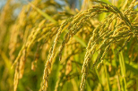 藏粮于技：如何打造优质稻？