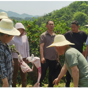 湖南安化：科技专家来帮忙，把“小水果”做成“大产业”