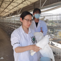 自然科学基金赋能岳阳鸽业 科技让“致富鸽”羽翼更丰