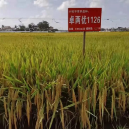 技术攻关结硕果⑤｜为水稻穿“防护服” 用“导航图”选育油茶——湖南筑牢粮食安全压舱石