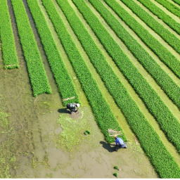 一粒好种子从实验室走进田间