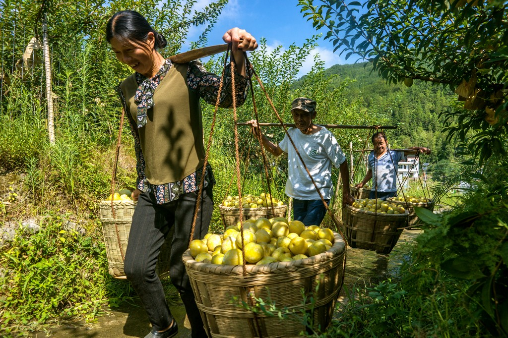 桂东：脱贫奈李大丰收