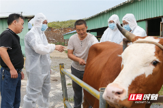 临武县：念好“牛经” 传输“牛”技术