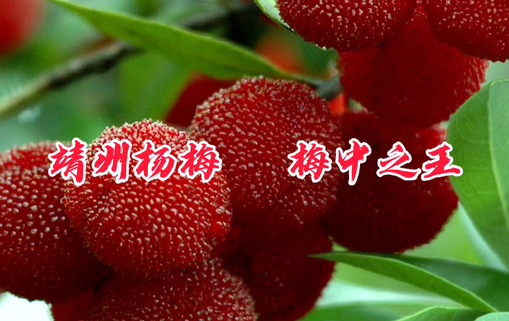 2020靖州杨梅丰收节宣传视频